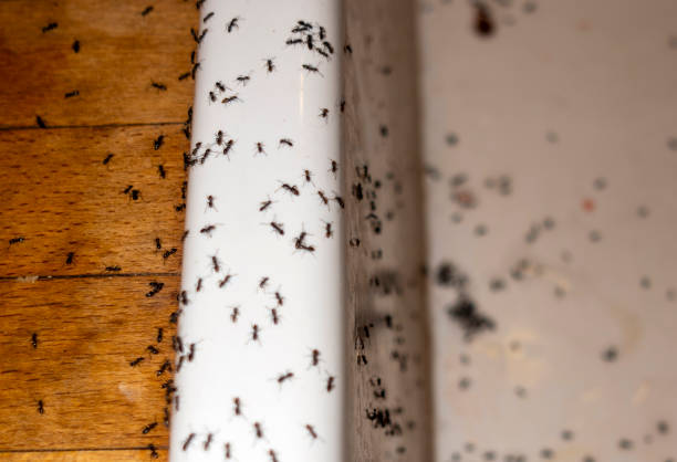 Professional Pest Control in Murphy, MO