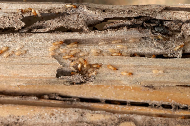 Best Pest Control Near Me  in Murphy, MO