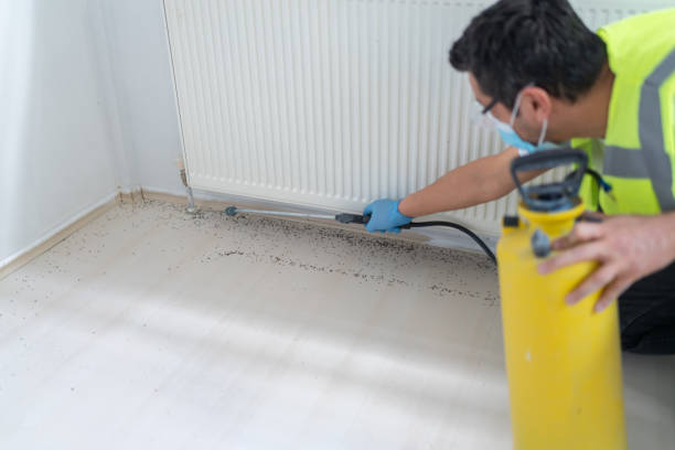 Best Wasp Removal Services  in Murphy, MO